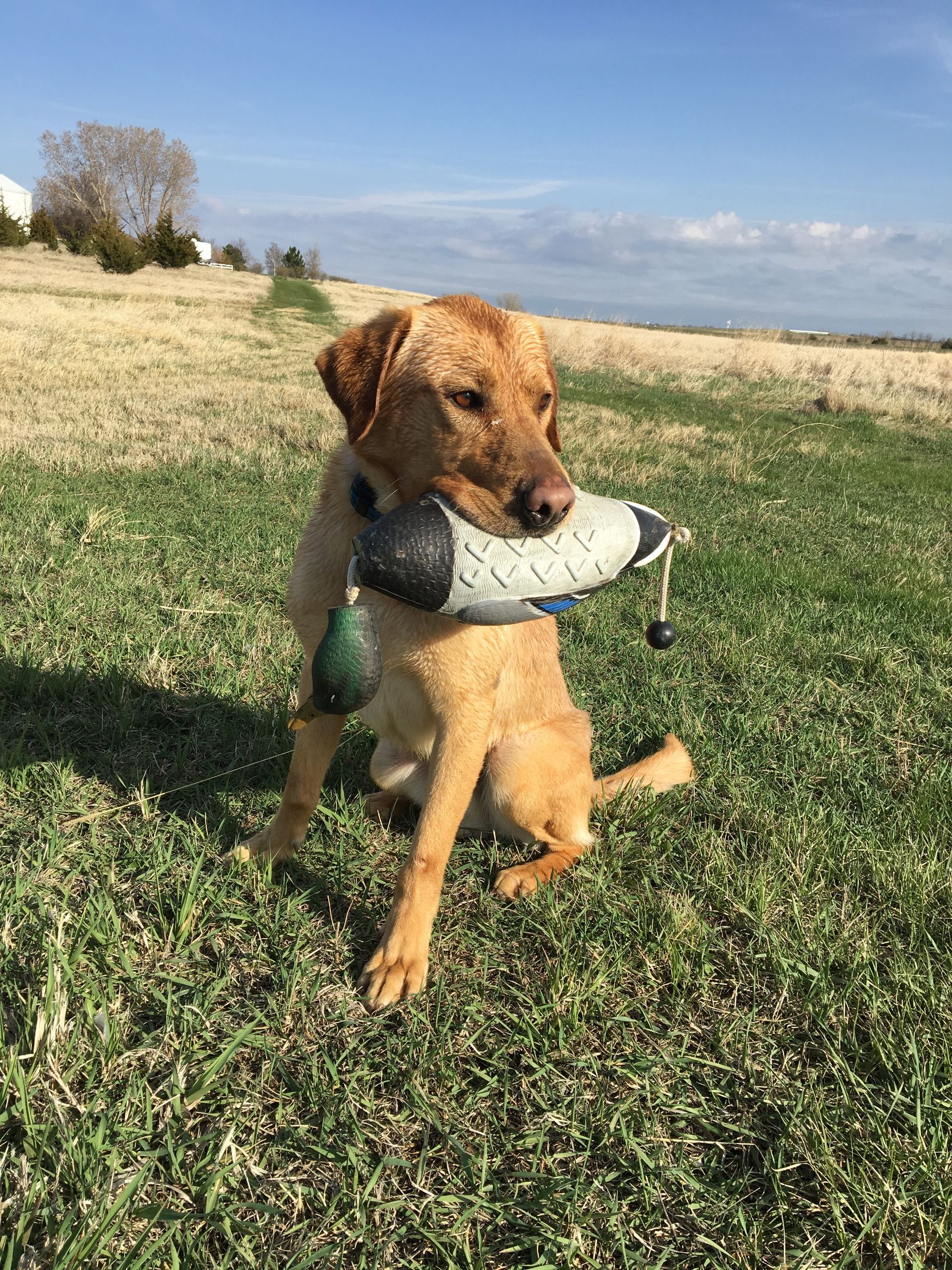 Brown dog on grass holding a large fish toy in its mouth under a blue sky