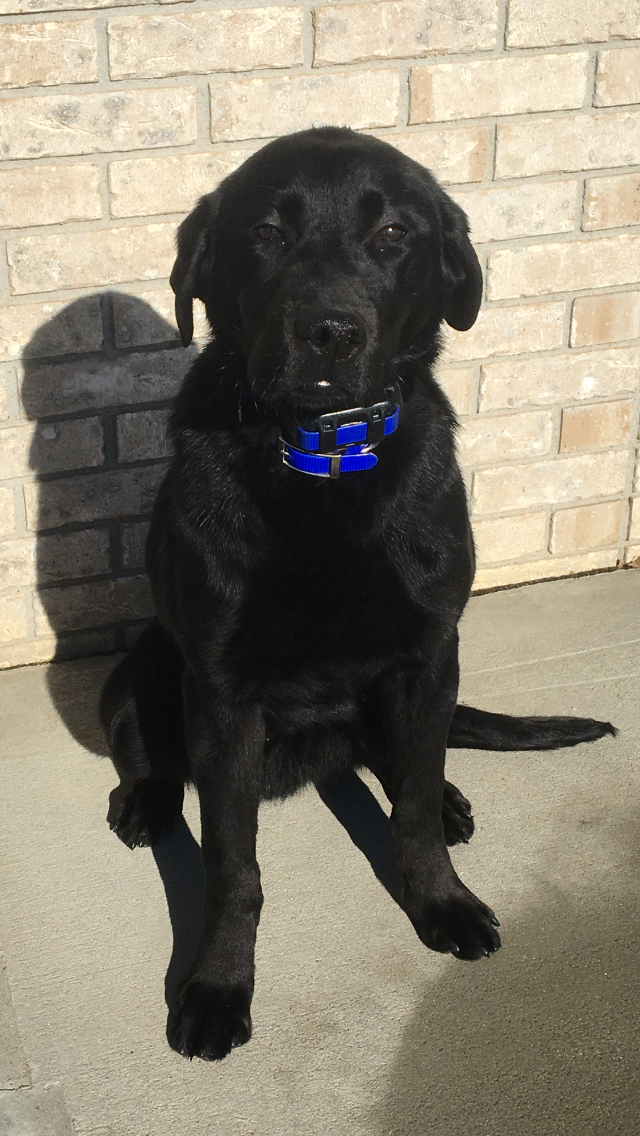 Black dog with a blue collar sitting on a sidewalk in front of a brick wall.