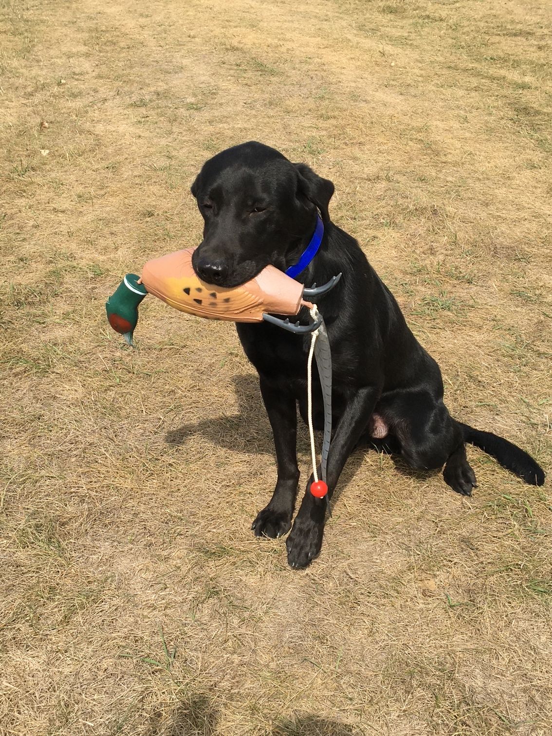 Black dog sitting on dry grass, holding a plush toy in its mouth.