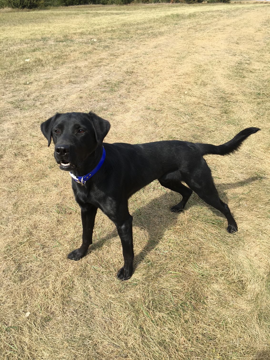 Black dog wearing a blue collar standing on dry grass, looking at the camera.