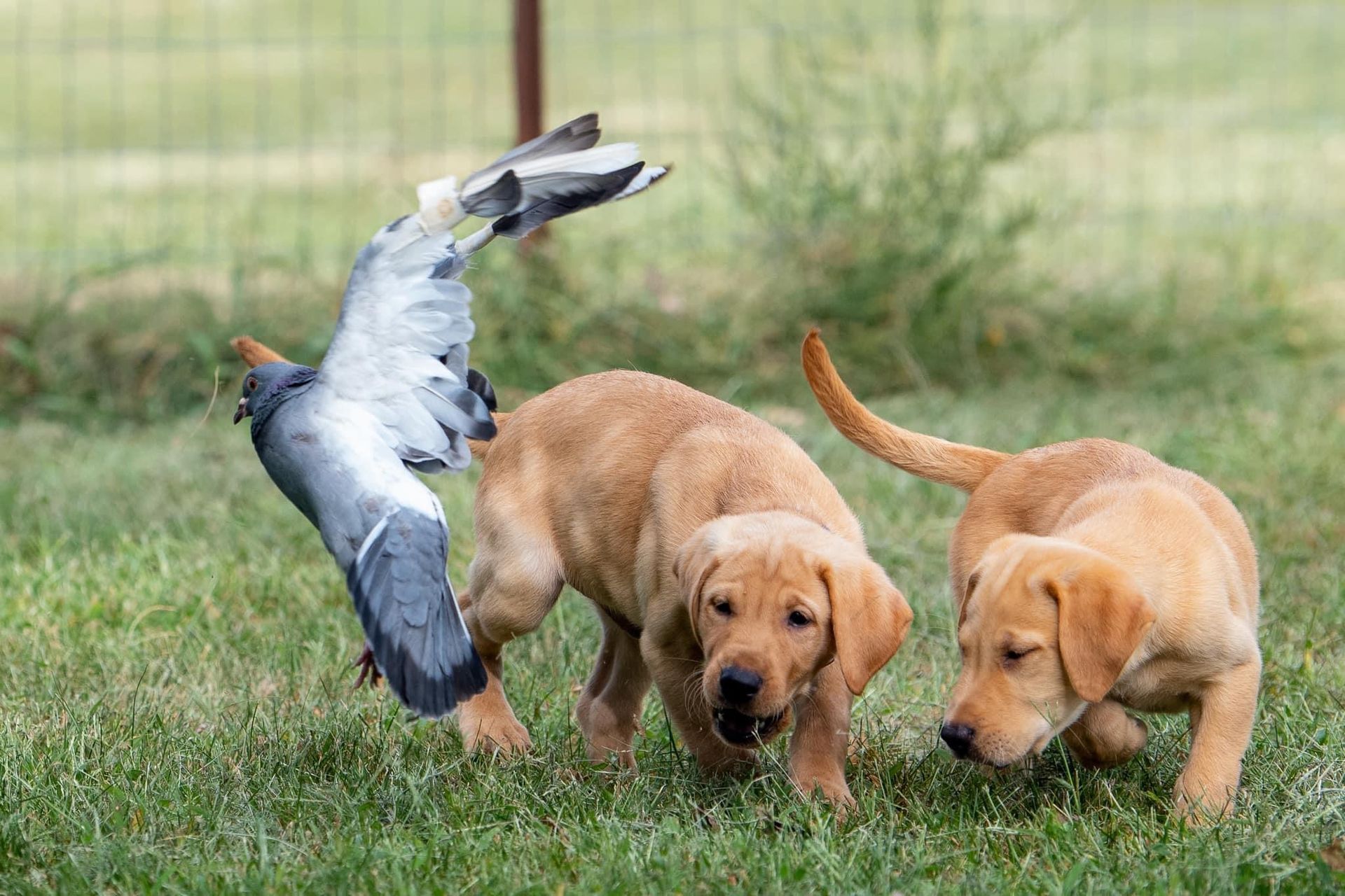 Two golden retriever puppies chase a falling pigeon in a grassy yard.