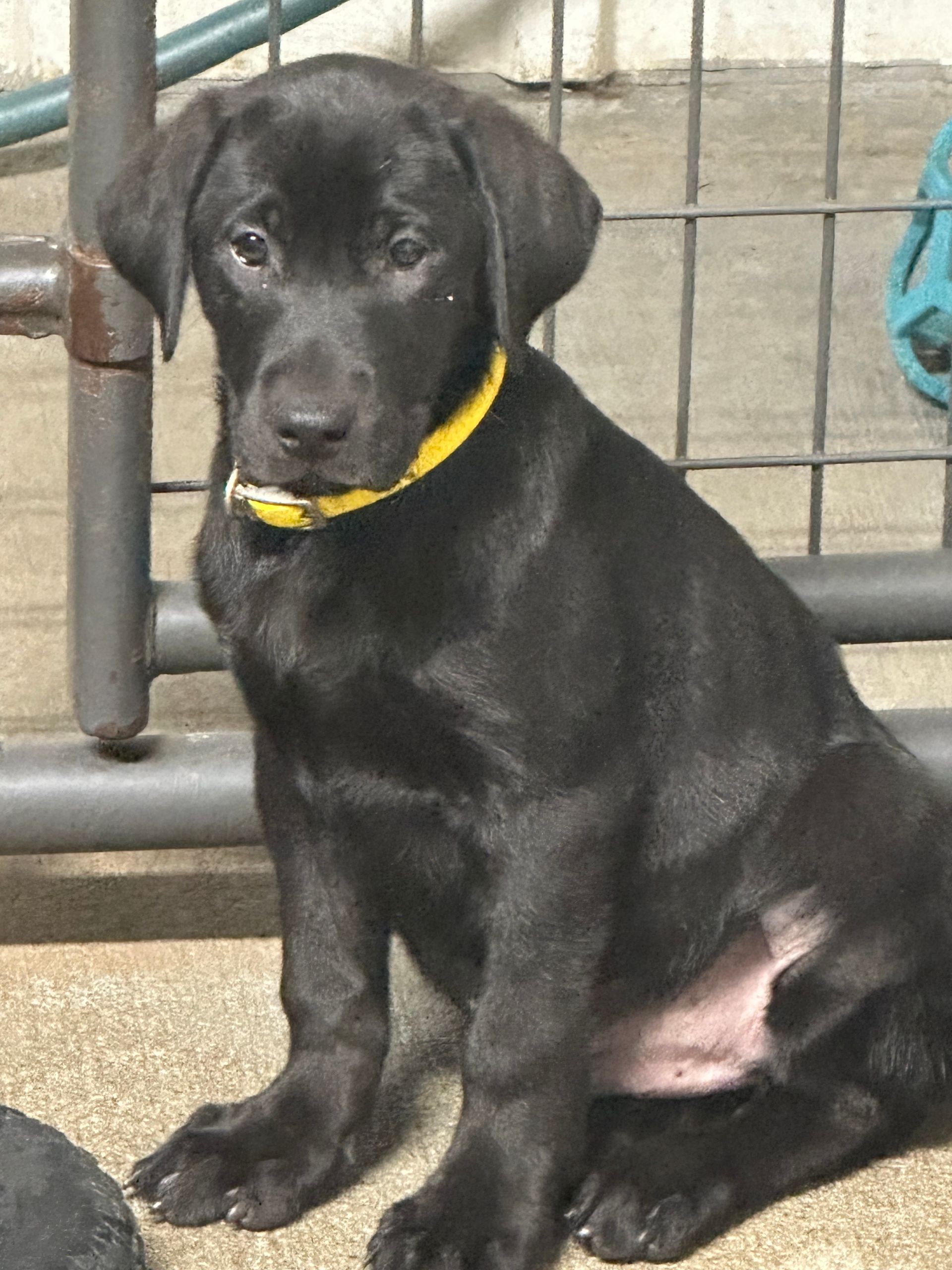 Black Labrador puppy with yellow collar sitting.