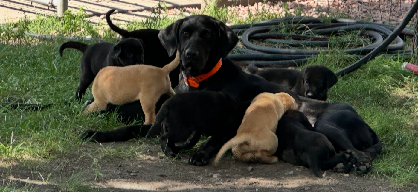 Black dog with orange collar resting among tan puppies on grass outdoors