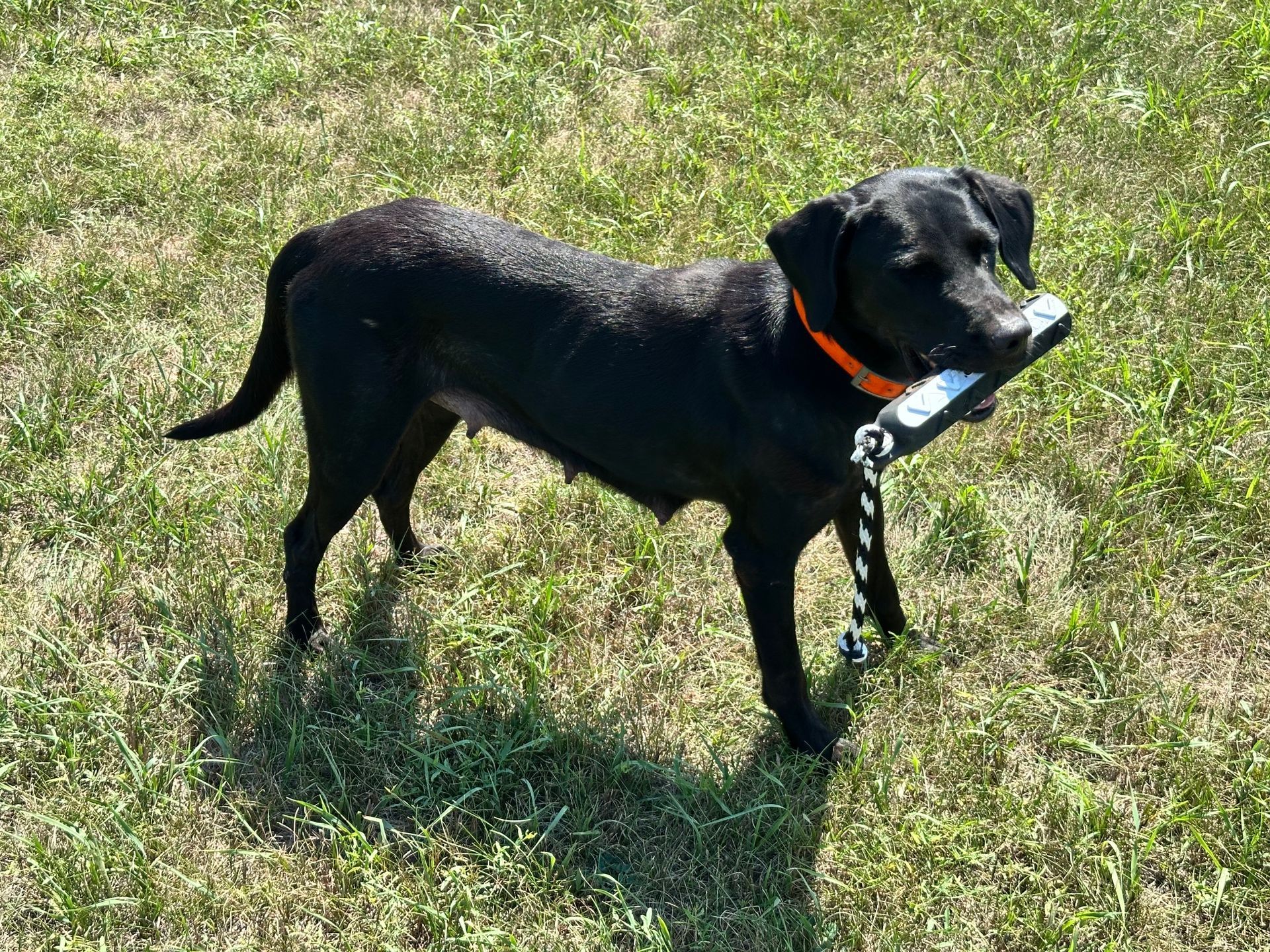 Black dog with orange collar standing on grass, holding a toy in its mouth.