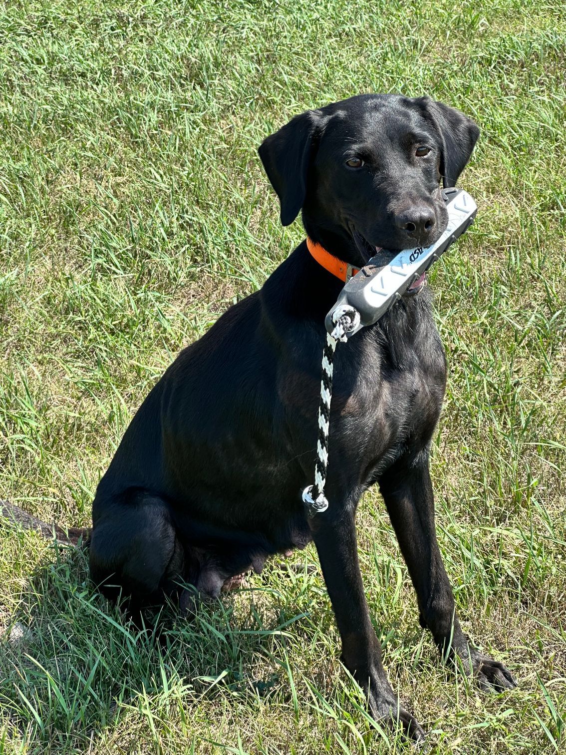 Black dog with orange collar sitting on grass, holding a leash in its mouth.