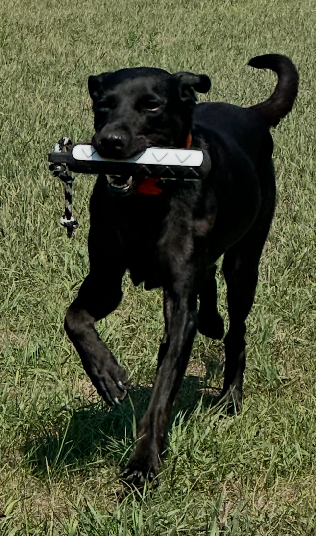 Black dog running on grass with a white object in its mouth