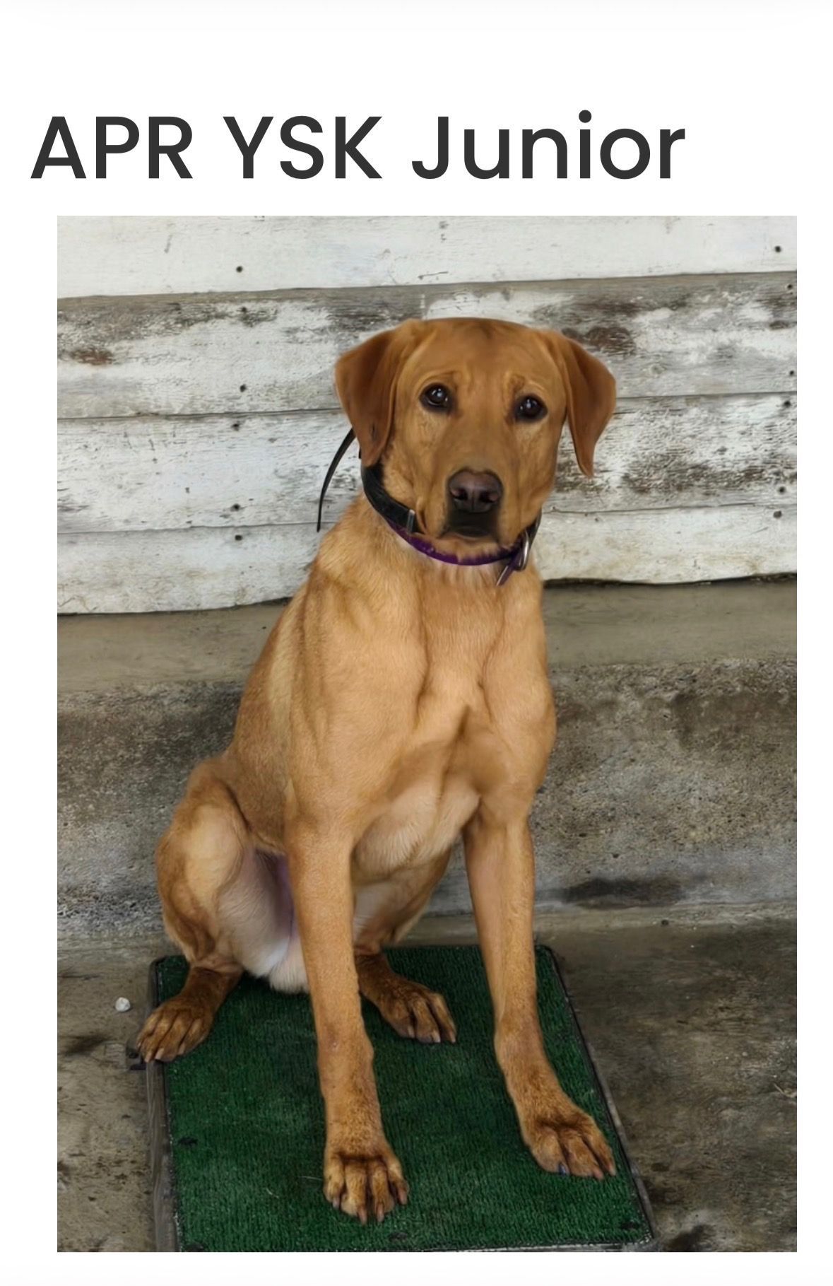 Tan Labrador retriever sitting on a green mat against a white wooden wall