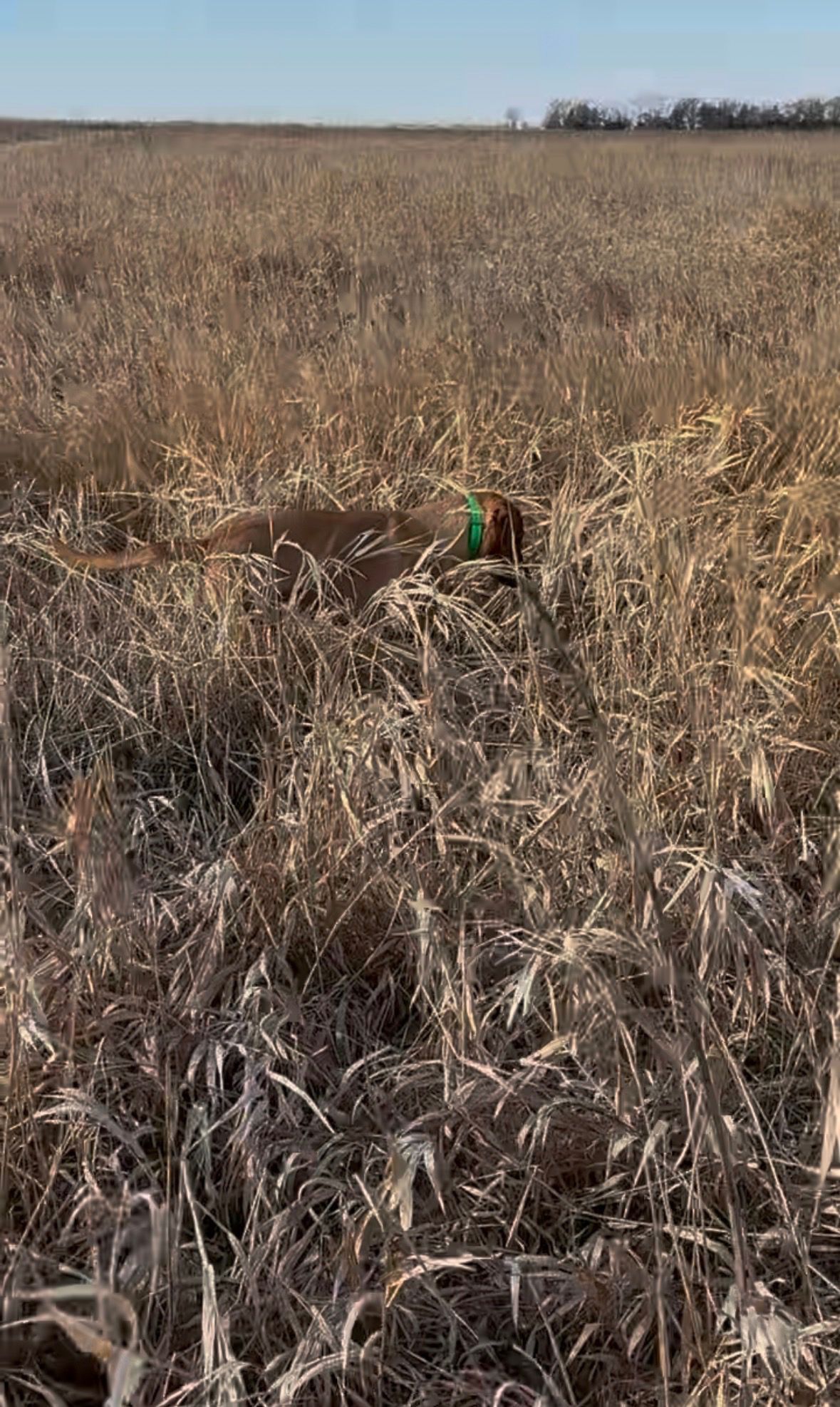 A dog with a green collar running through tall dry grass in an open field