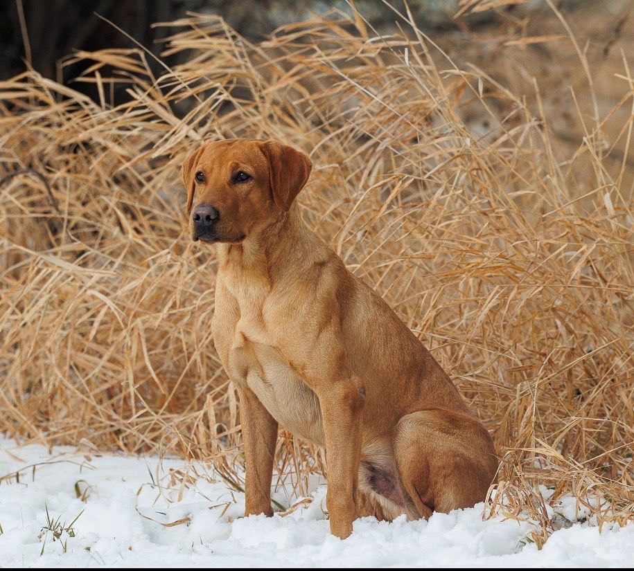 Brown dog sitting in snow beside dry grass