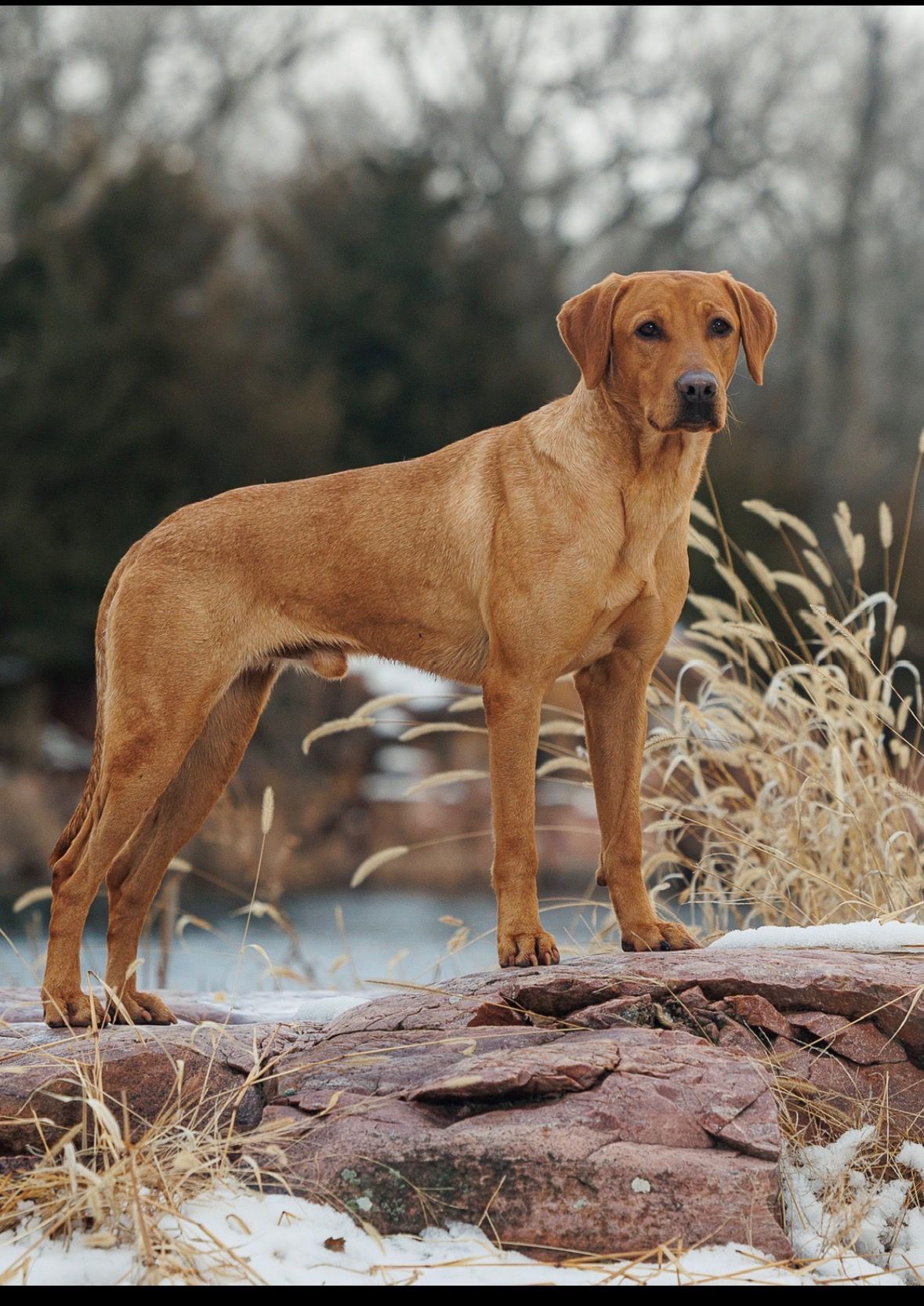 Tan dog standing on a rock in a snowy outdoor landscape with bare trees.