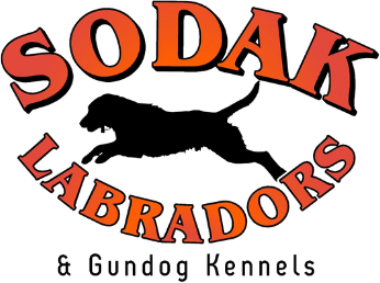 Logo for Sodak Labradors & Gundog Kennels: orange text, black Labrador silhouette jumping.