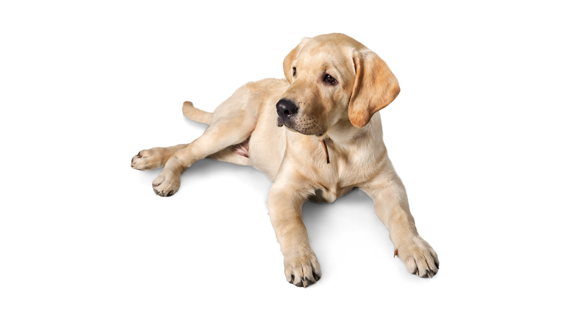 Yellow Labrador puppy lying down, looking to the side.