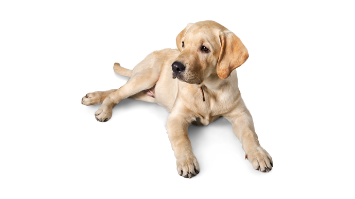 Yellow Labrador puppy lying down and looking to the side.