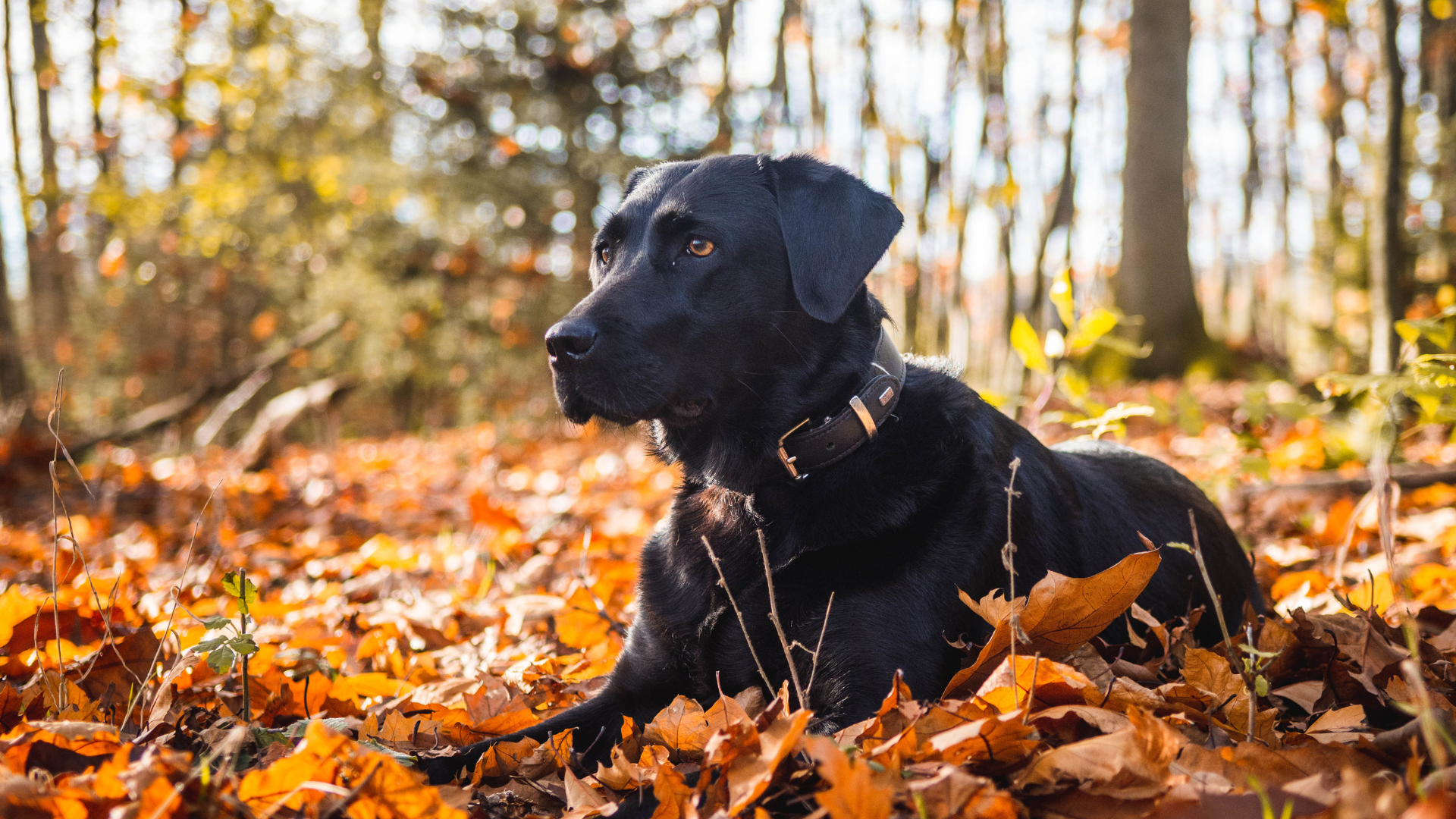 Black Labrador dog resting in autumn leaves in a forest.