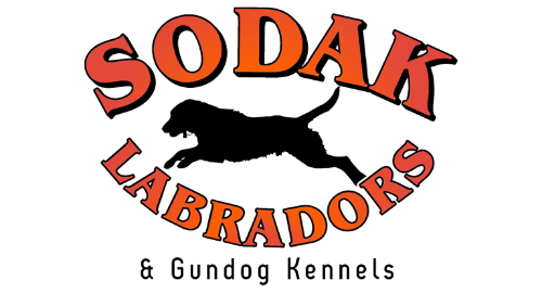 Logo for Sodak Labrador & Gundog Kennels: Red text with a leaping black labrador silhouette.
