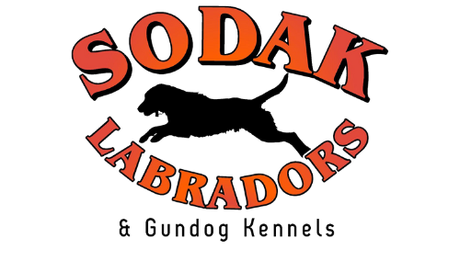 Logo for Sodak Labrador & Gundog Kennels: Red text with a leaping black labrador silhouette.