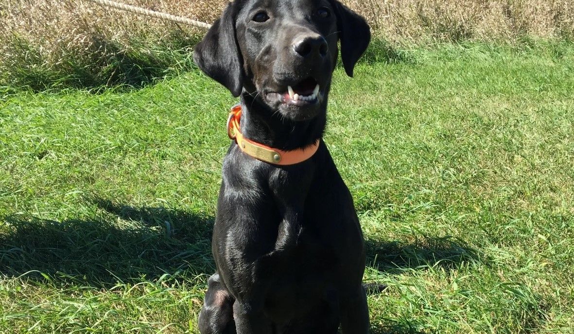 Black Labrador puppy with an orange collar sits in a grassy field with a happy expression.
