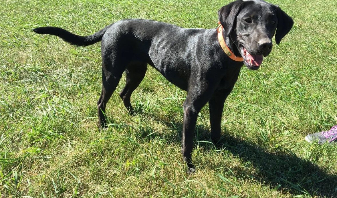 Black dog with orange collar standing in green grass, looking at the camera.