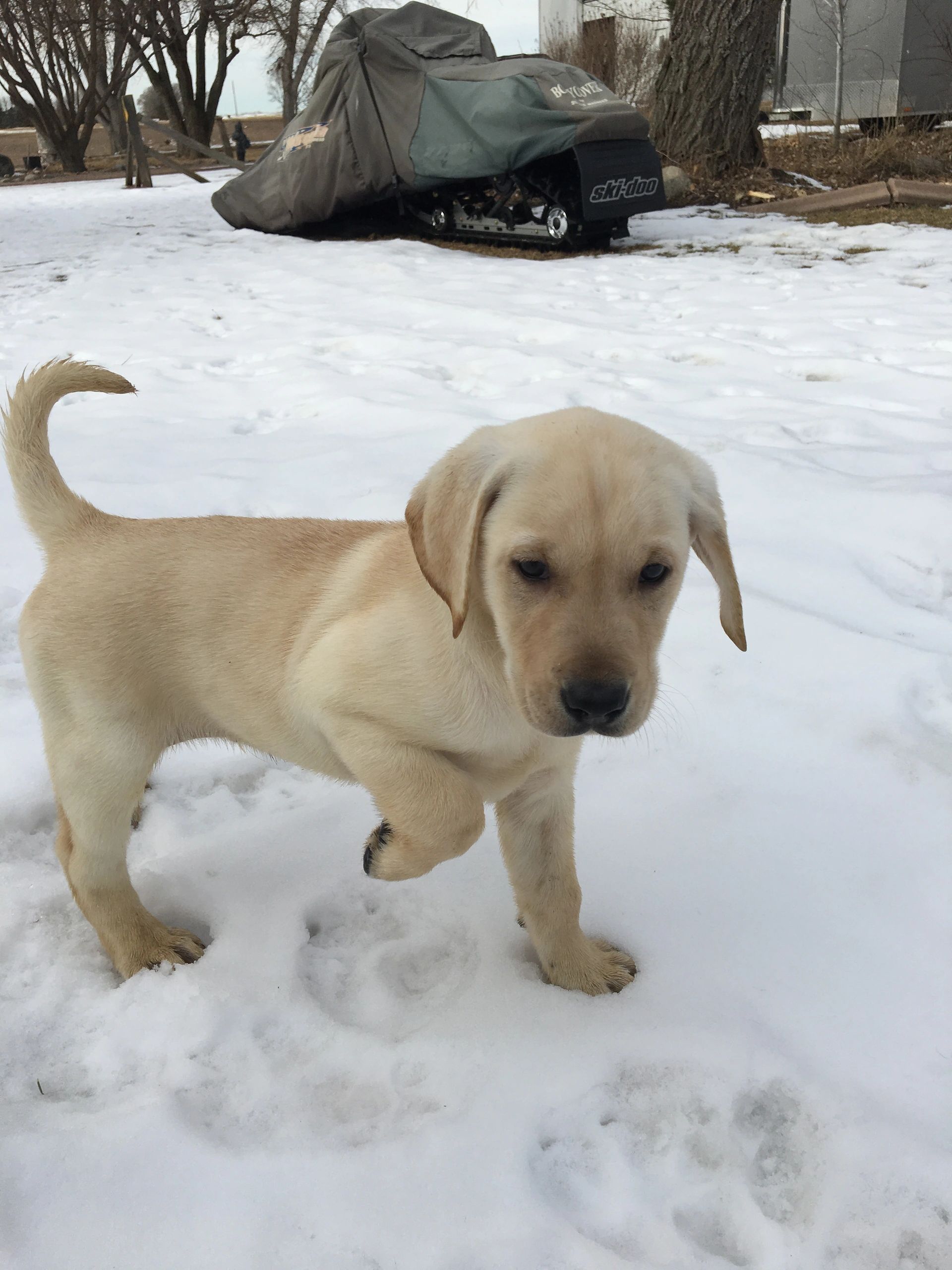 Yellow Labrador puppy standing in snow, looking at the camera.