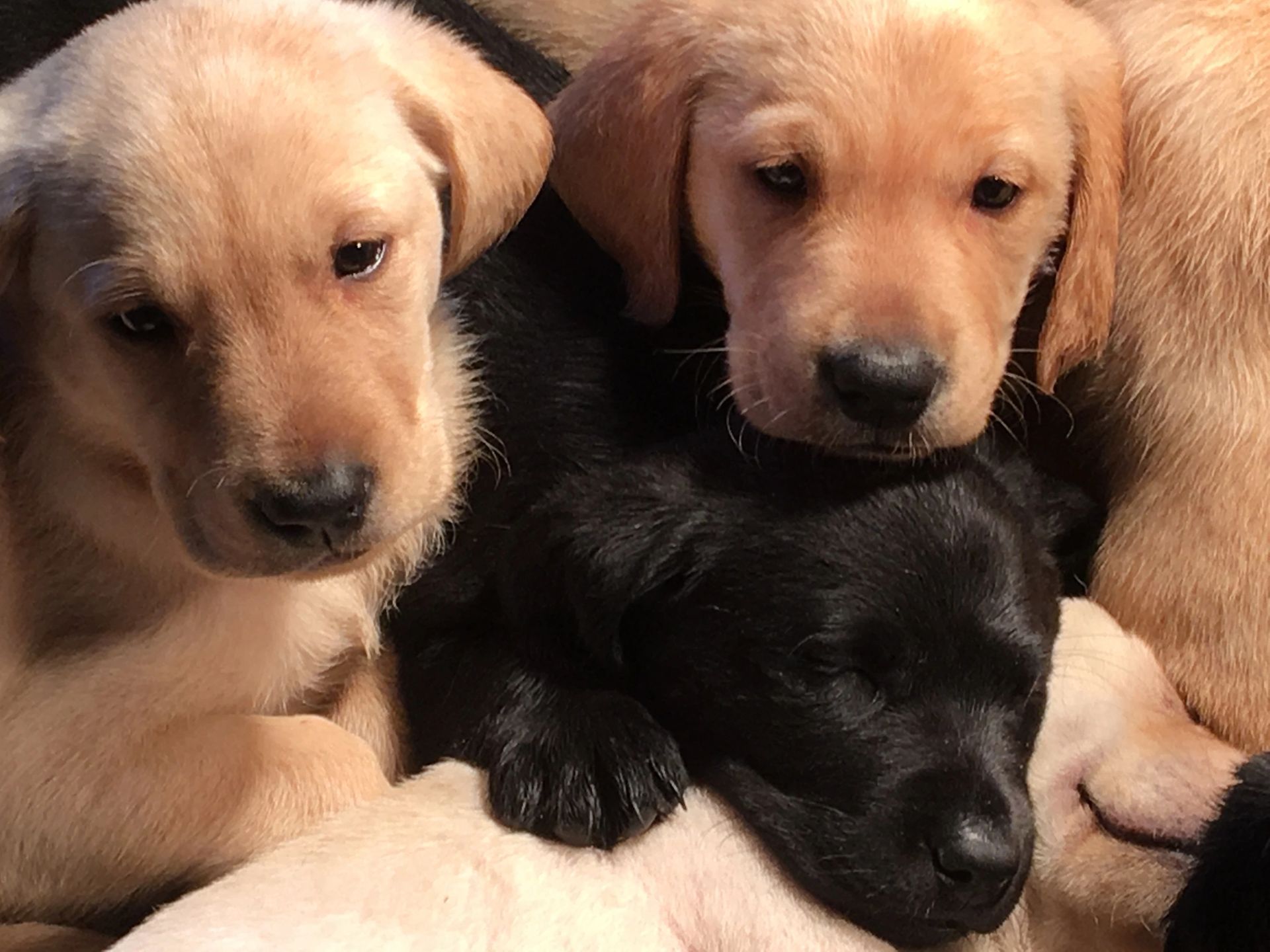 Three Labrador puppies, two yellow and one black, huddled together looking at the viewer.