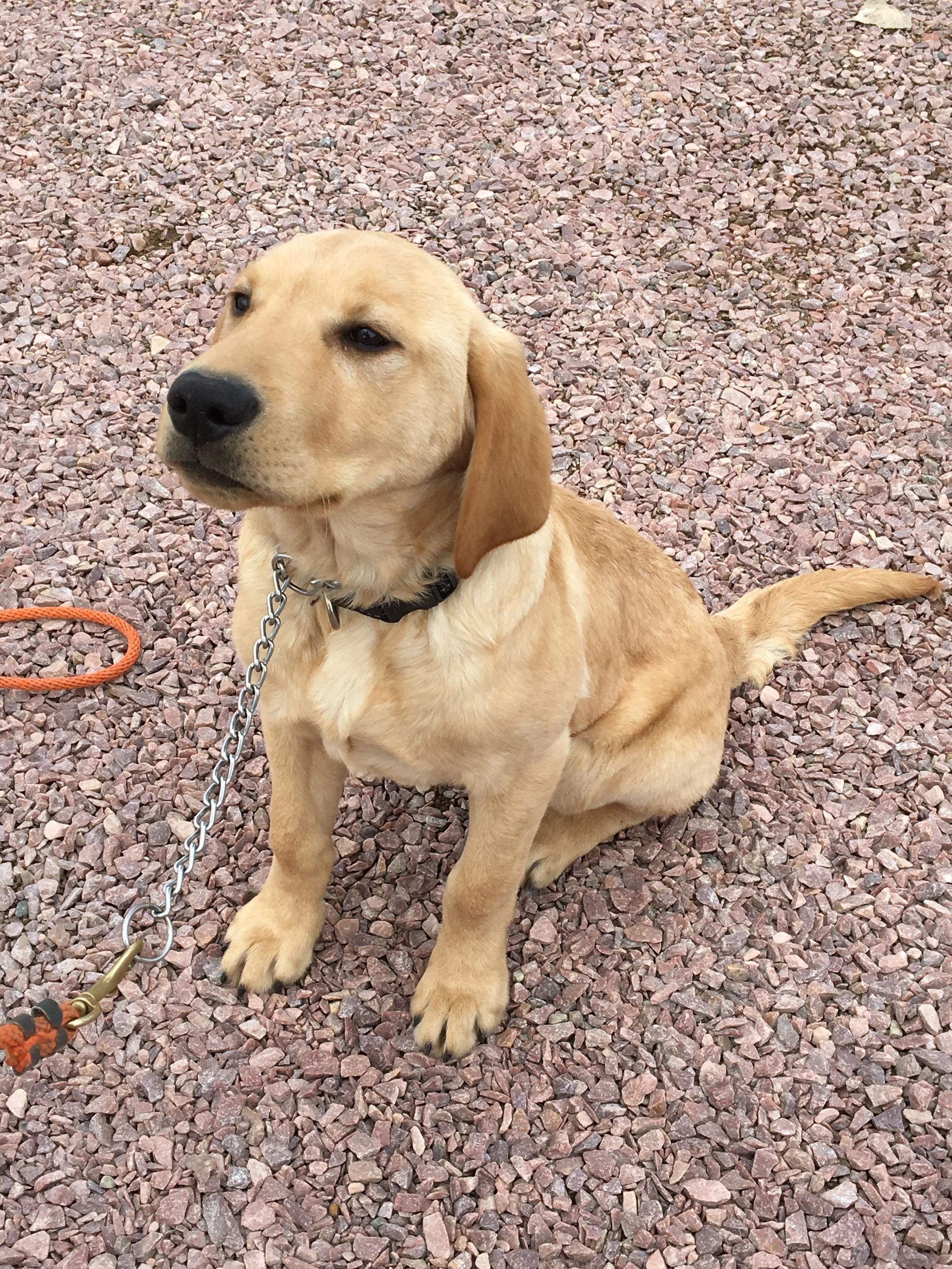 Yellow Labrador puppy sits on reddish gravel, looking alert, with a leash and collar.
