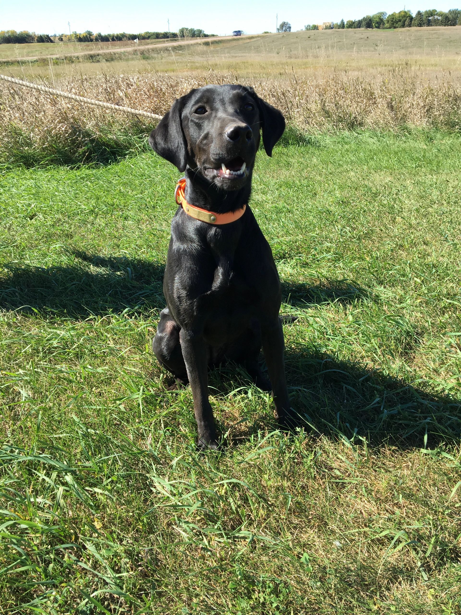 Black Labrador sitting in a grassy field, wearing an orange collar, with a happy expression.