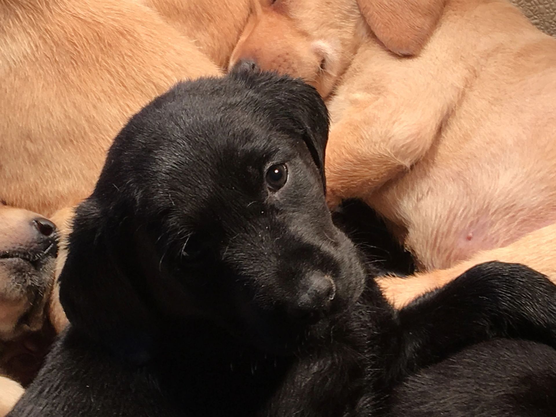 Black Labrador puppy nestled with light-colored puppies; looking at the viewer.