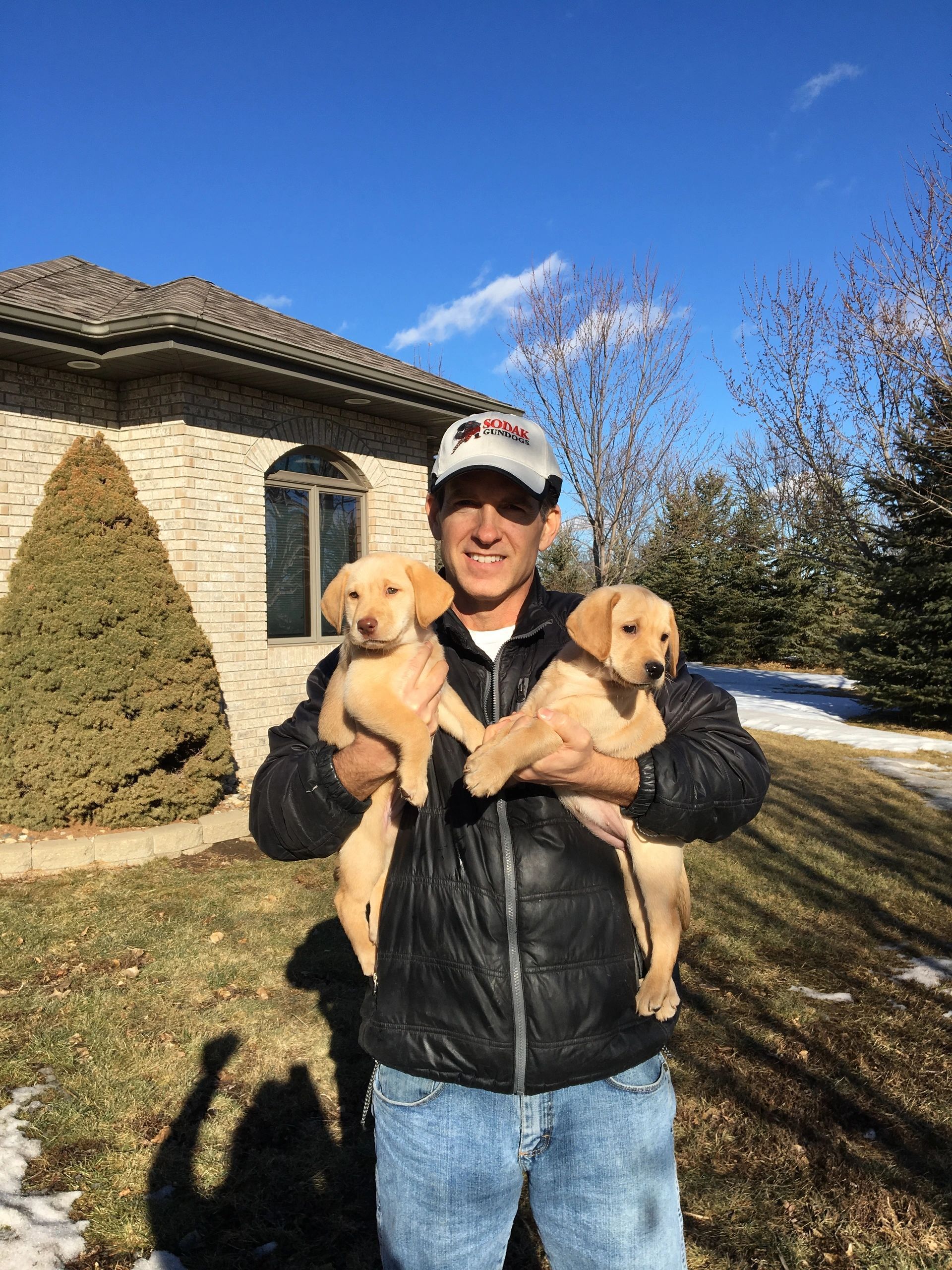 Man holding two yellow Labrador puppies outside a brick house on a sunny day.