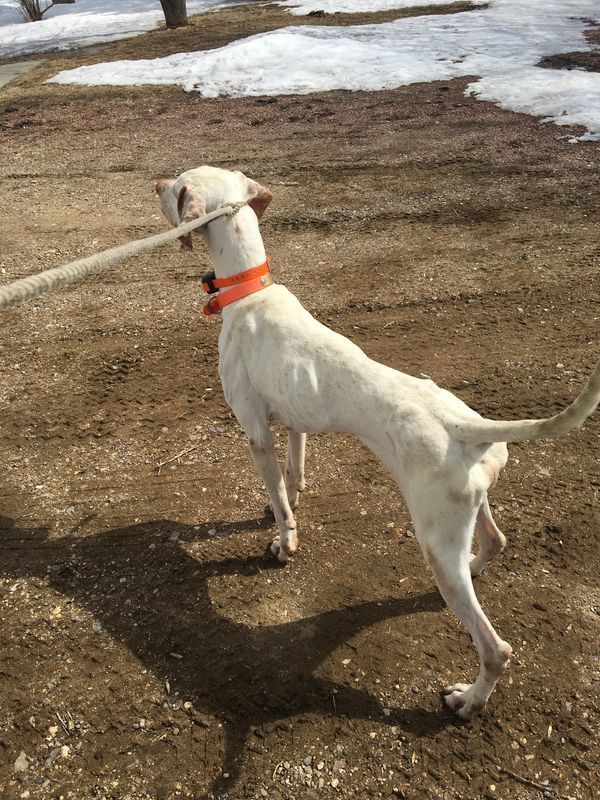 White dog on a leash, outside in a dirt and snow setting; wearing an orange collar.