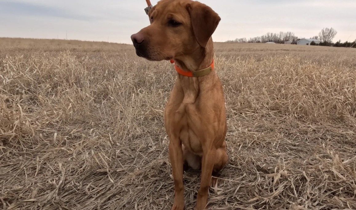 A reddish-brown dog wearing an orange collar sits in a harvested field, looking to the side.
