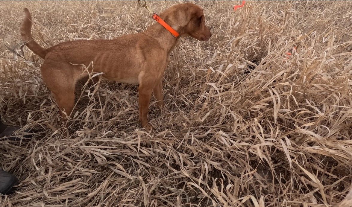 A tan dog with an orange collar stands in dry, brown grass, alert.