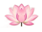 Pink lotus flower illustration with layered petals and a small stem