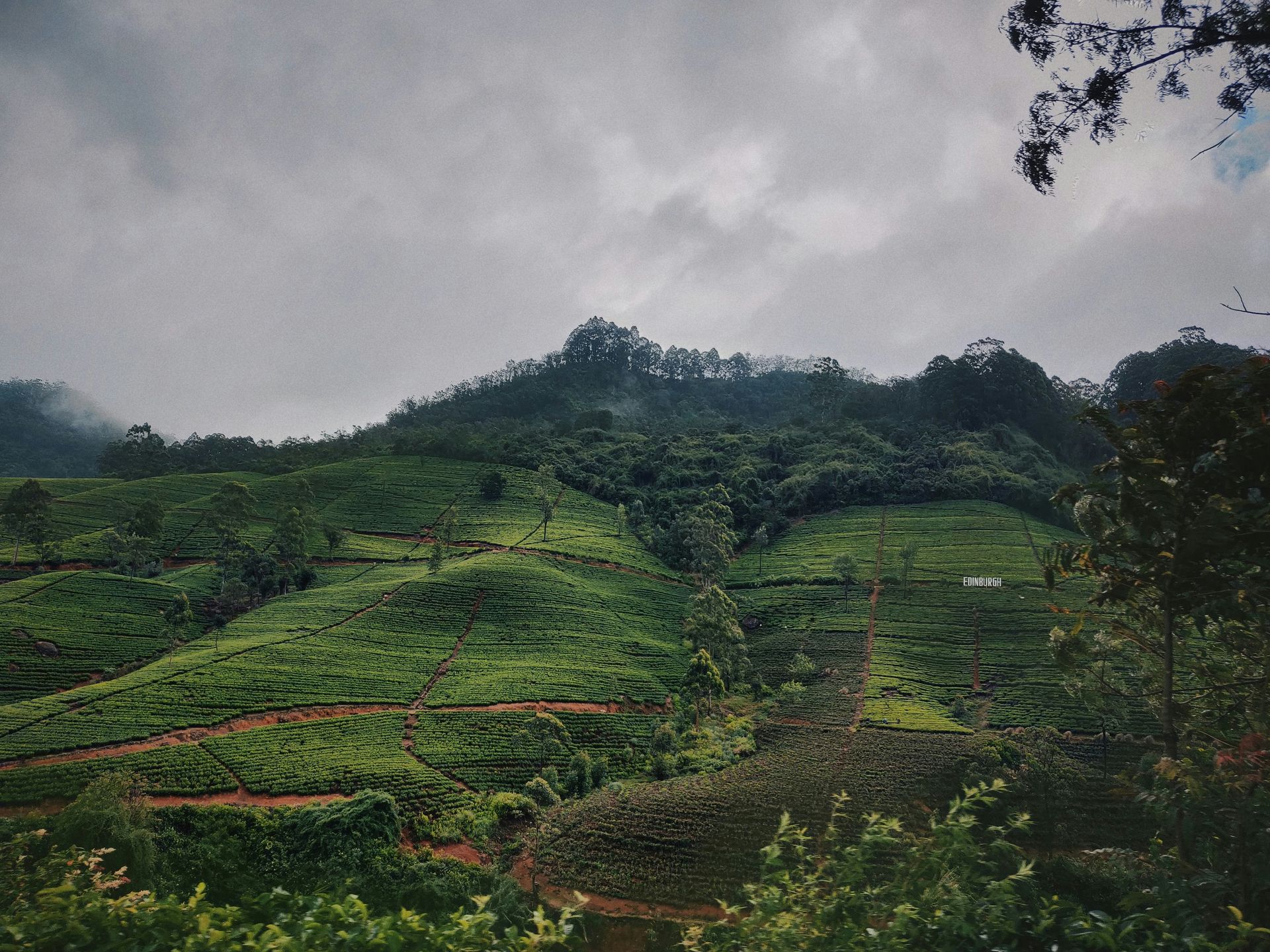 Plantations de thé dans les montagnes du Sri Lanka