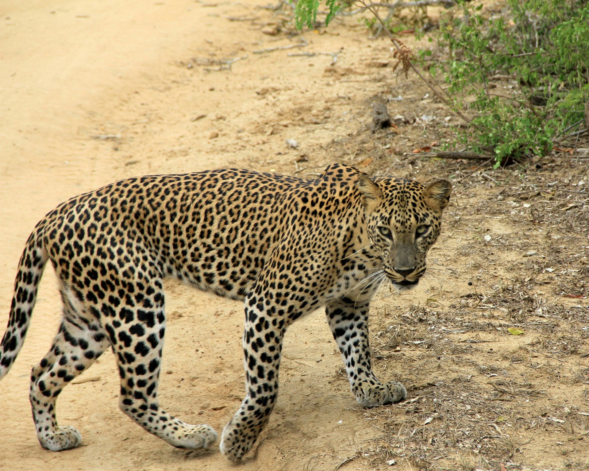 Observer le majestueux léopard au cœur du parc national de Yala
