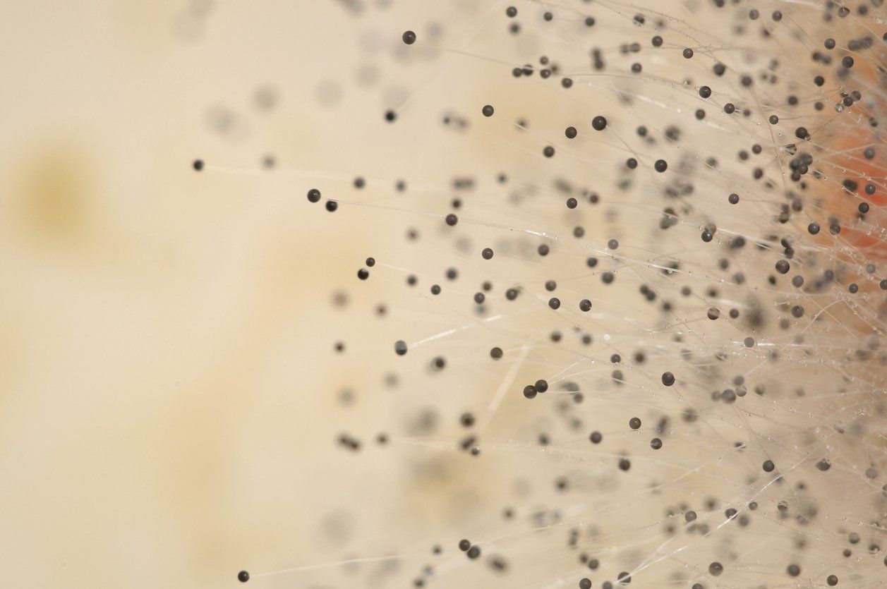prevent mold in your home