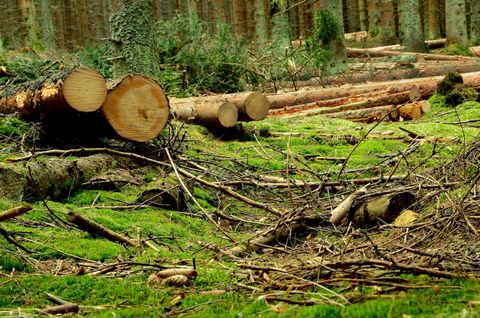 cut trees in the forest