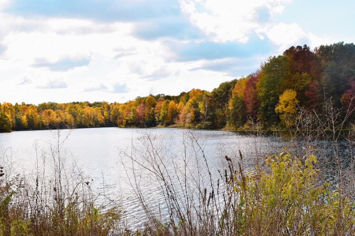 Lake surrounded by trees and brush. Trees have fall colors. 