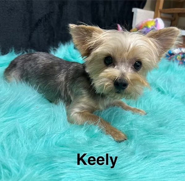 Small tan and black dog named Keely standing on a bright turquoise fluffy rug.