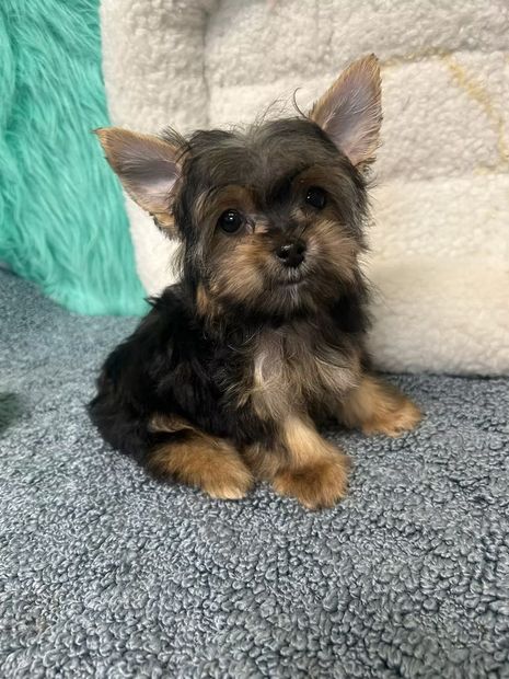 Tiny black-and-tan puppy sitting on a gray carpet, facing forward with fluffy ears raised.