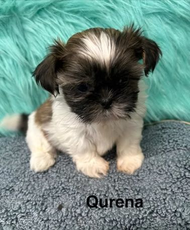 Small black-and-white puppy sitting on a blue blanket with a turquoise furry backdrop, labeled “Quena”