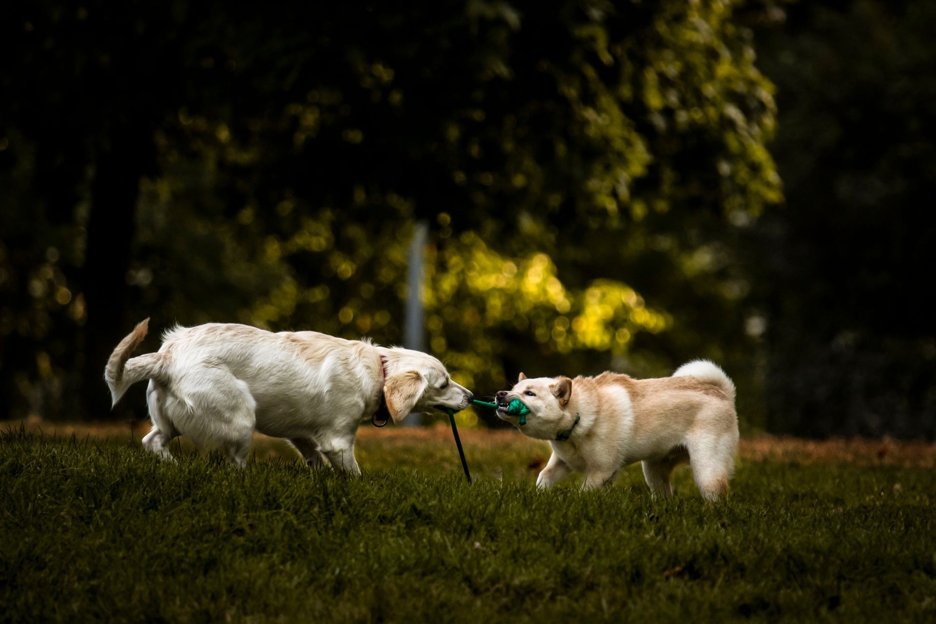 Dogs, Bylaw ticket, AMP ystem Penalty