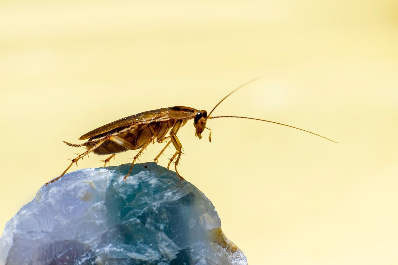 Tenants' Rights
 Landlord Responsibilitie Pest Control