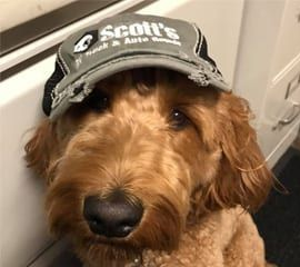 Golden doodle dog wearing a gray cap with