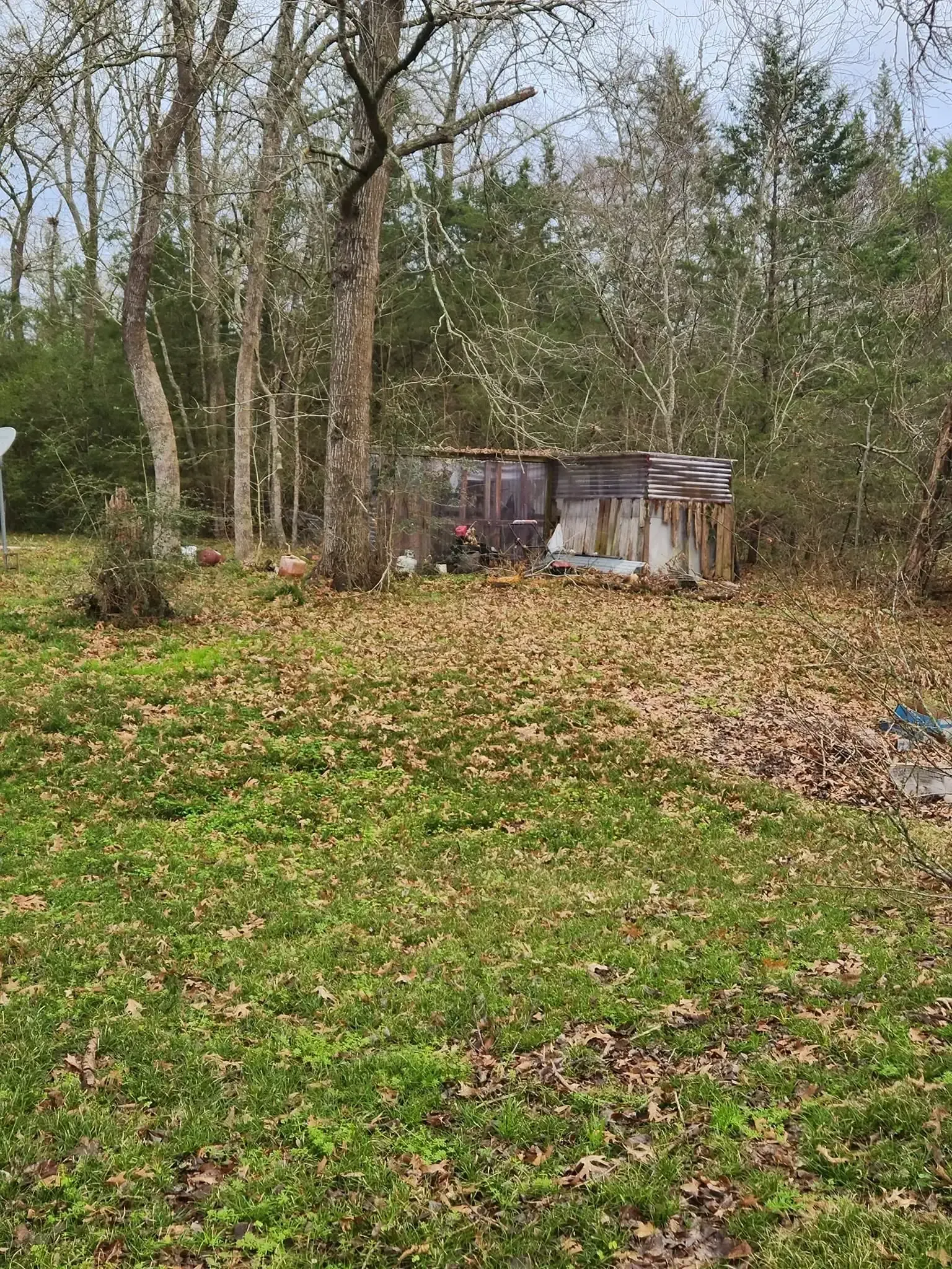 Wooded backyard with a small shed and a ground covered in fallen leaves