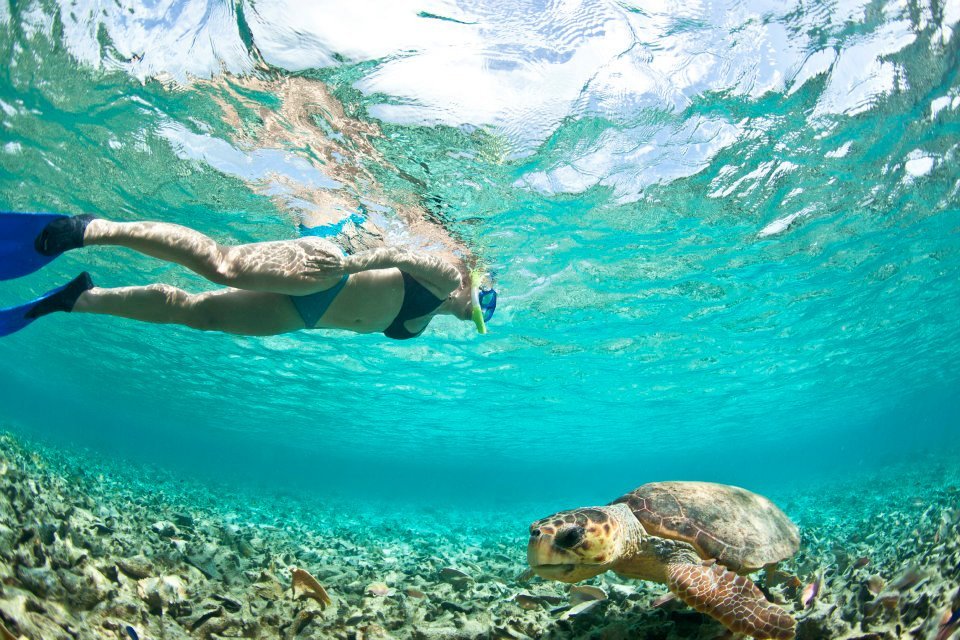 Best Dolphin Reef Snorkeling Tour in Kona, Big Island