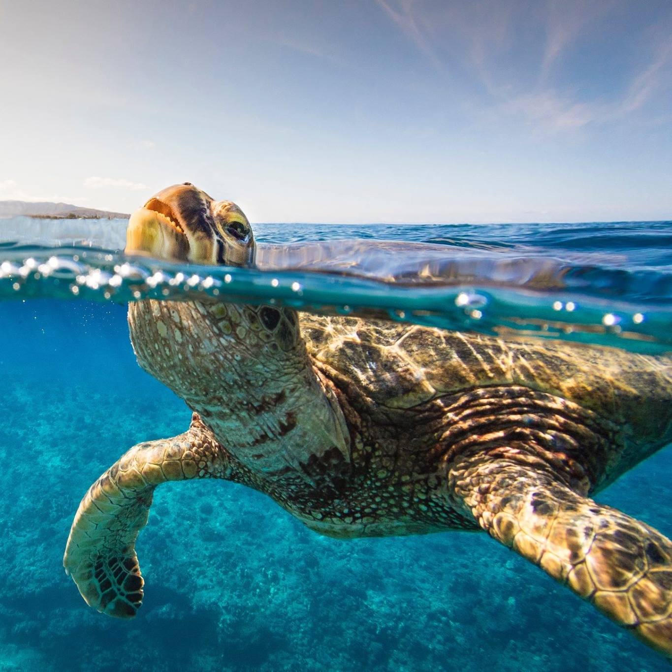 Sea turtle swimming just below the ocean surface in clear blue water