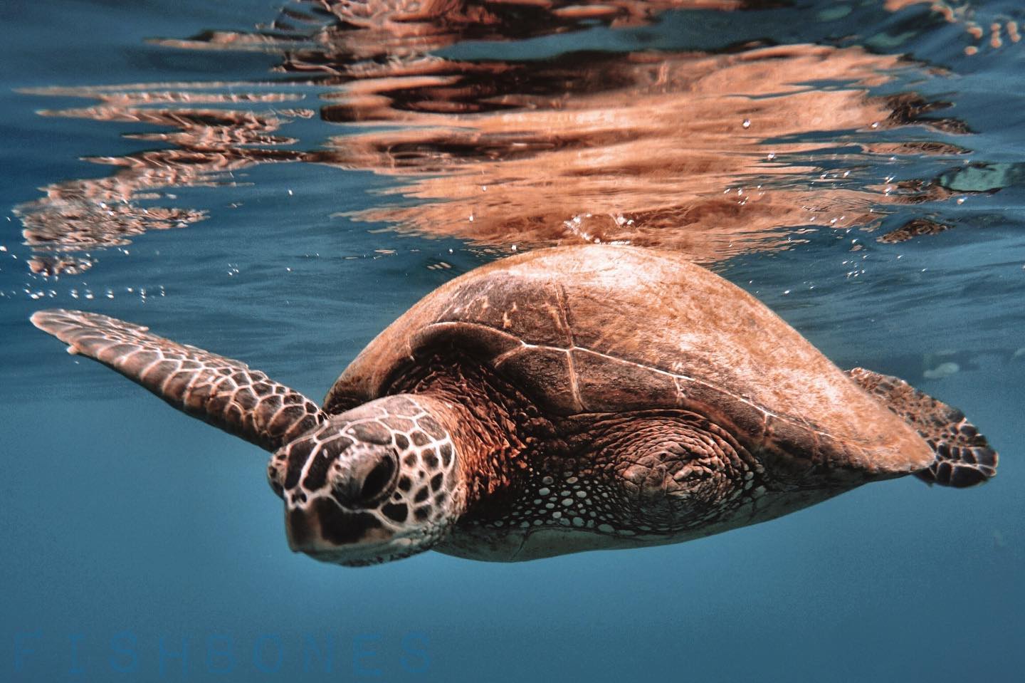 Sea turtle swimming underwater near the surface in clear blue water