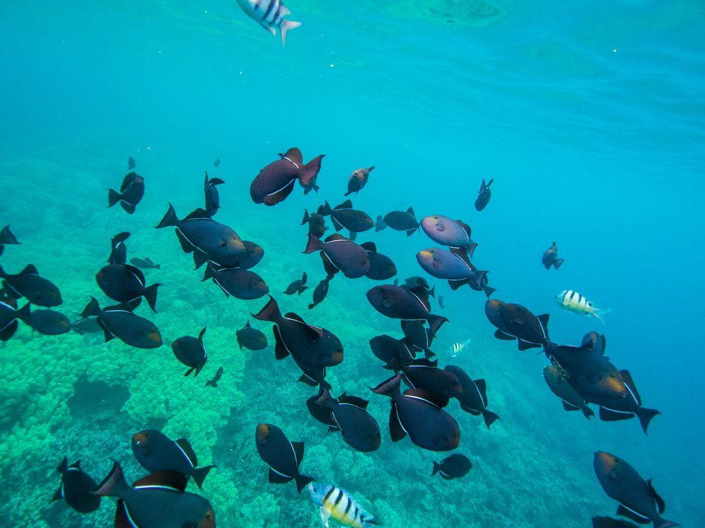 School of dark fish swimming in bright turquoise ocean water