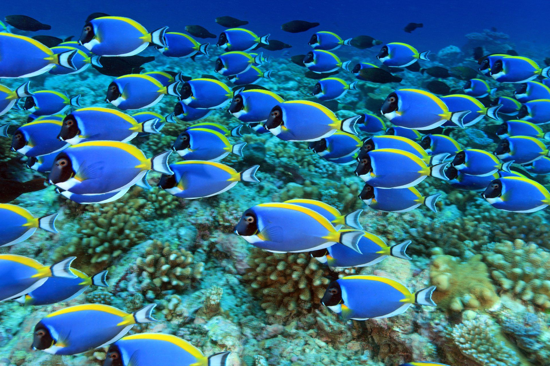 School of blue and yellow tropical fish swimming over a coral reef