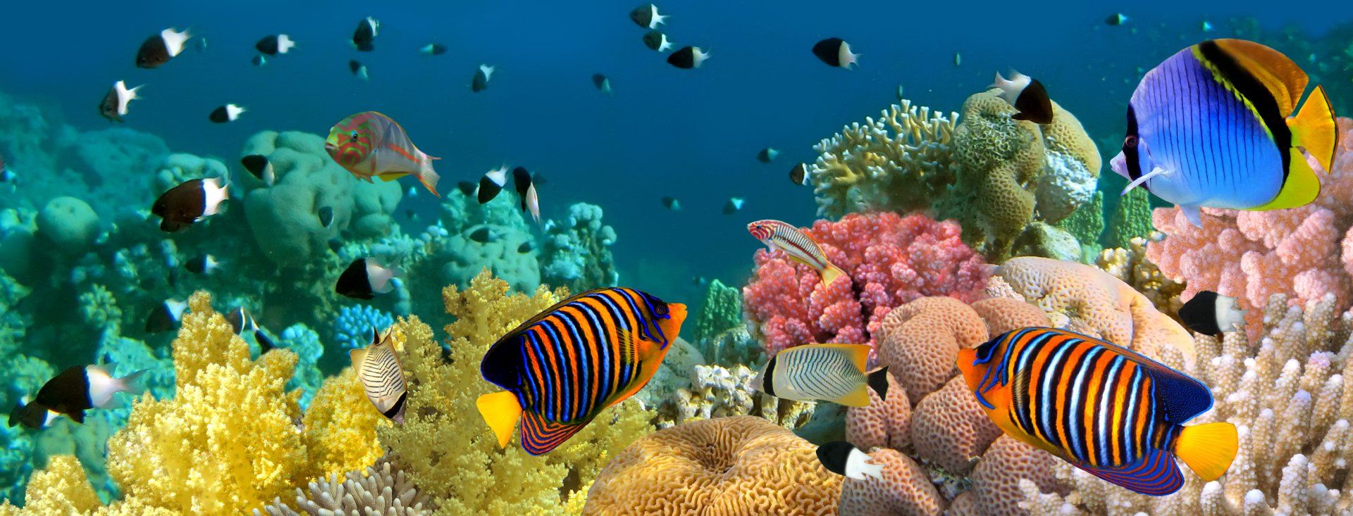 Colorful tropical fish swimming over a vibrant coral reef in clear blue water